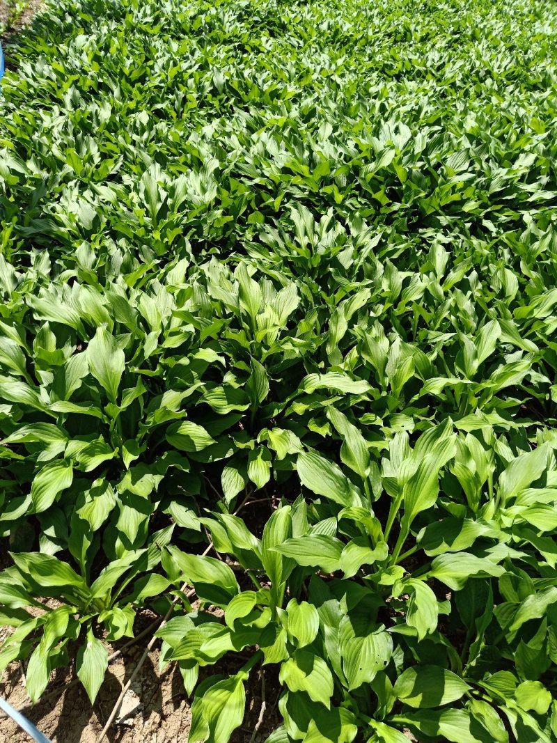 产地直供玉簪苗金边玉簪青叶玉簪观叶植物庭院工程绿化苗