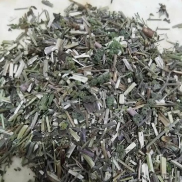 荆芥全草一手货源批发价格便宜