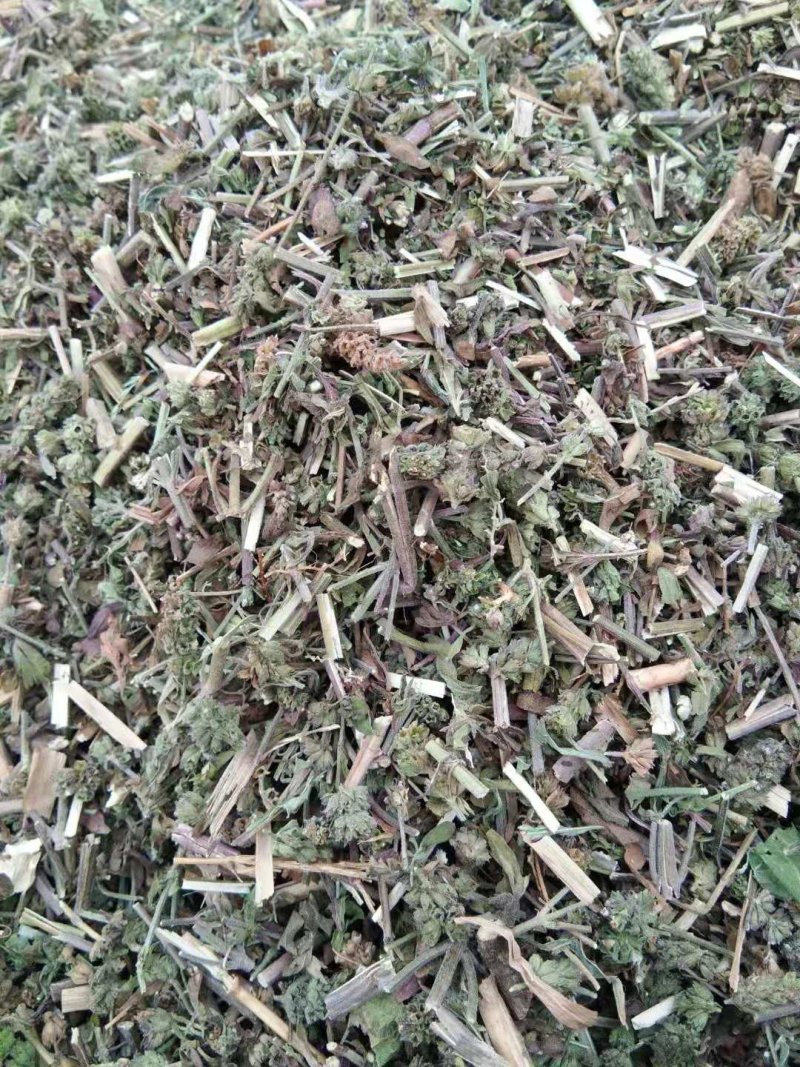 荆芥全草一手货源批发价格便宜