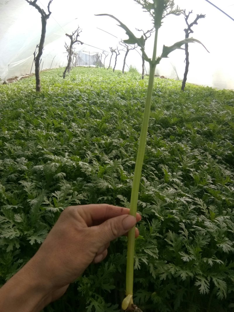 茼蒿