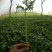 茼蒿