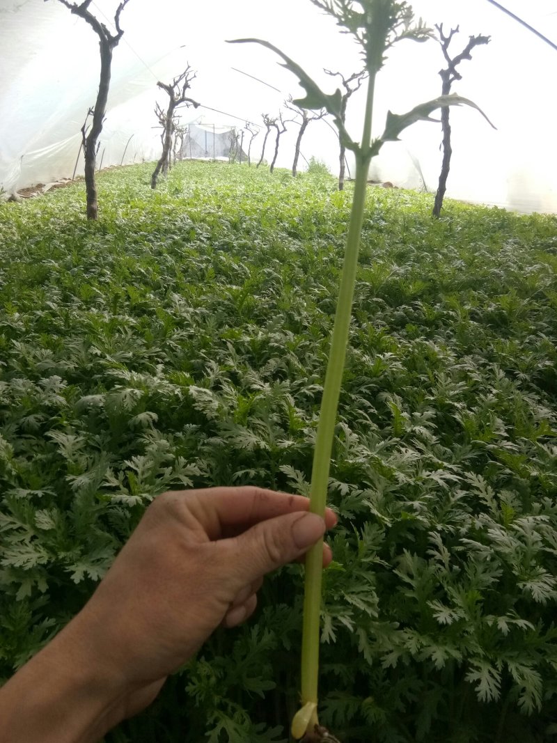 茼蒿