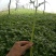 茼蒿