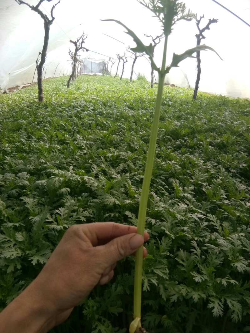 茼蒿