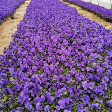 基地种植大量角堇有需要的联系