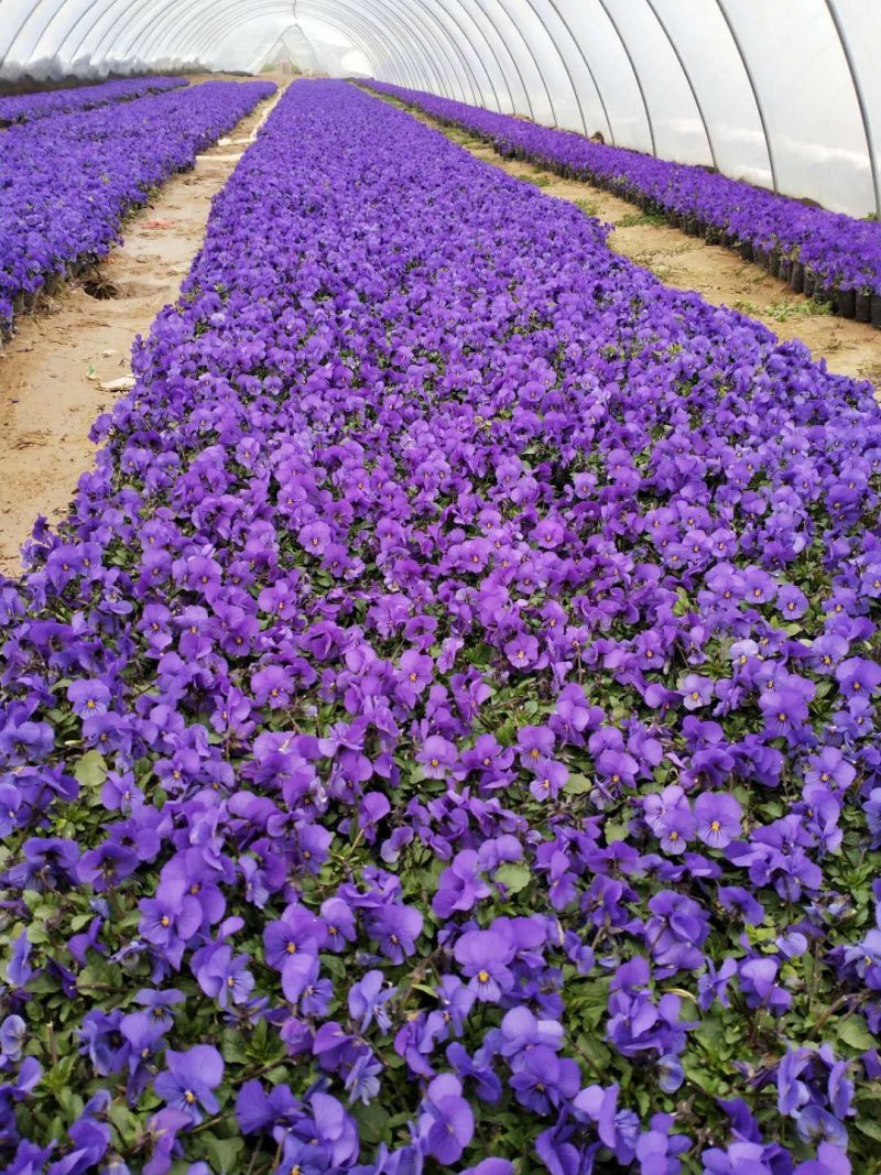 基地种植大量角堇有需要的联系