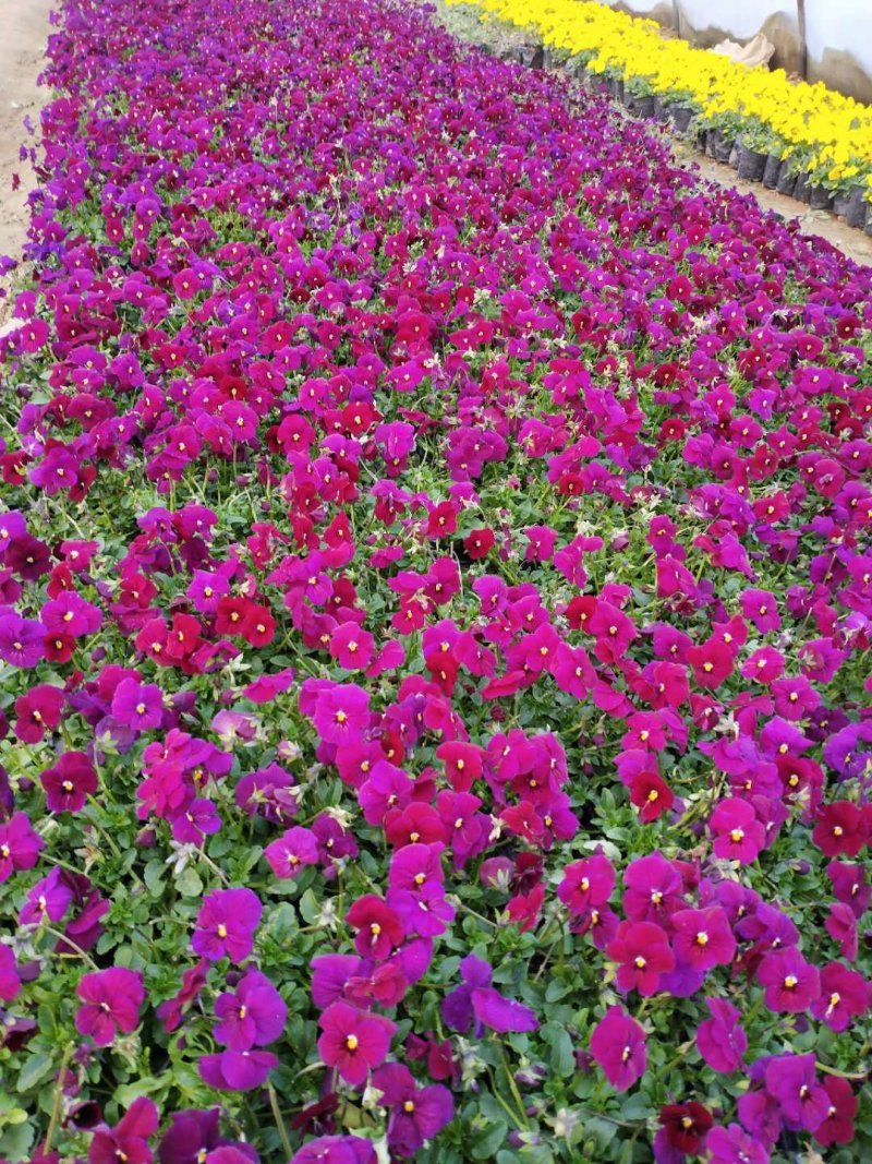 基地种植大量角堇有需要的联系