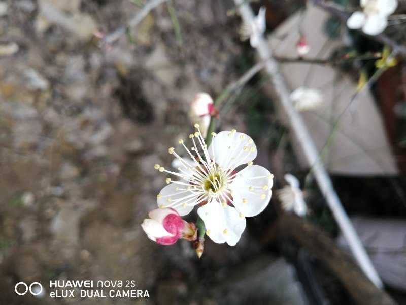 梅花
