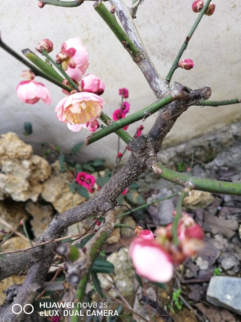 梅花