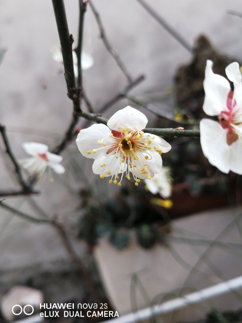 梅花