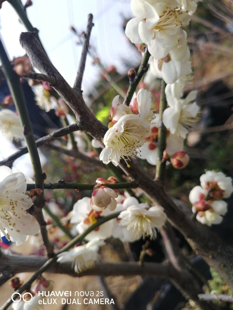 梅花