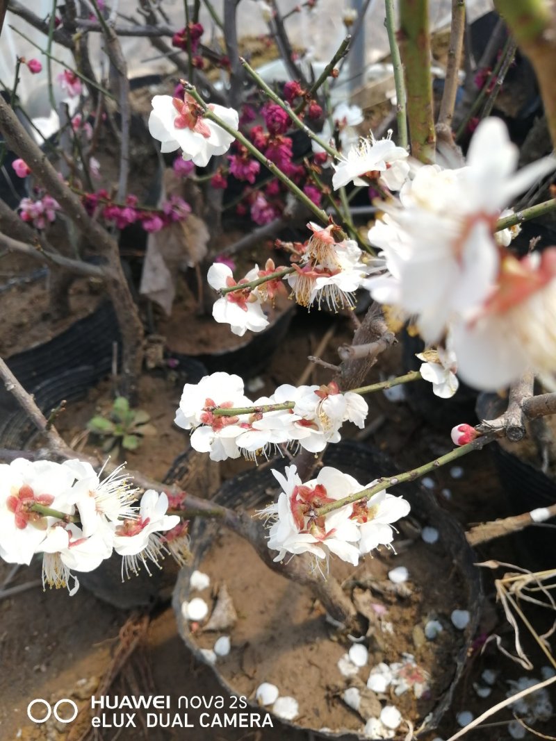 梅花