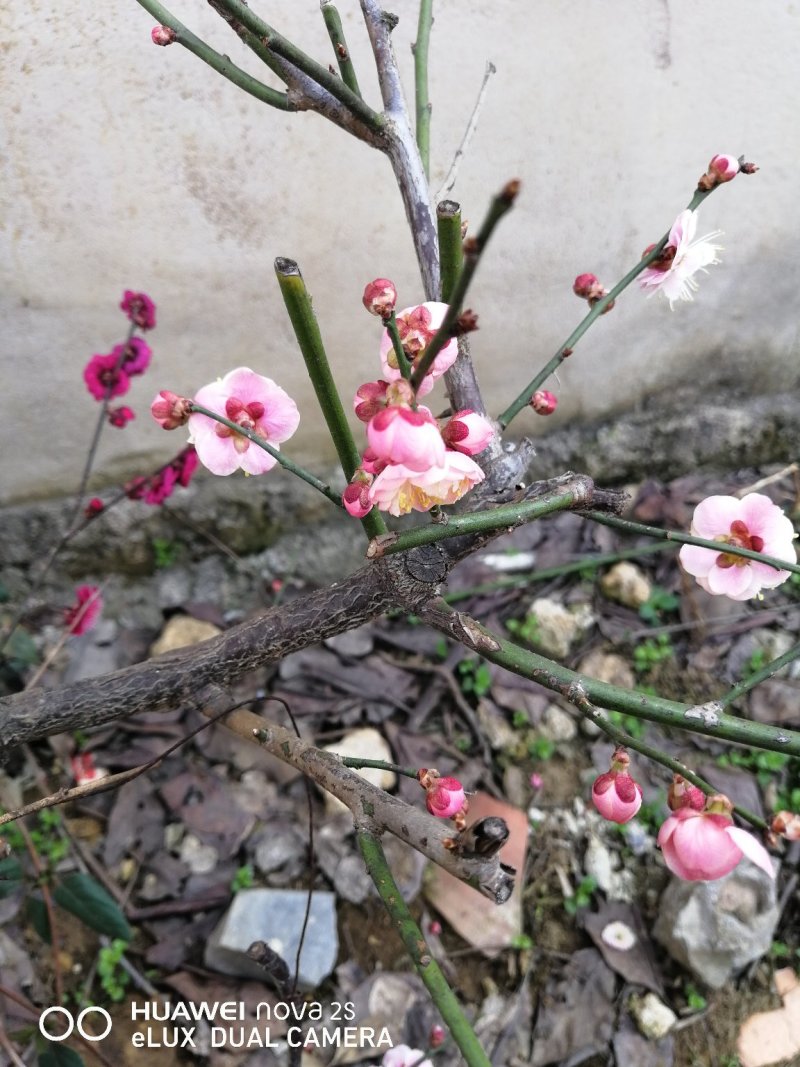 梅花
