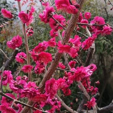 梅花