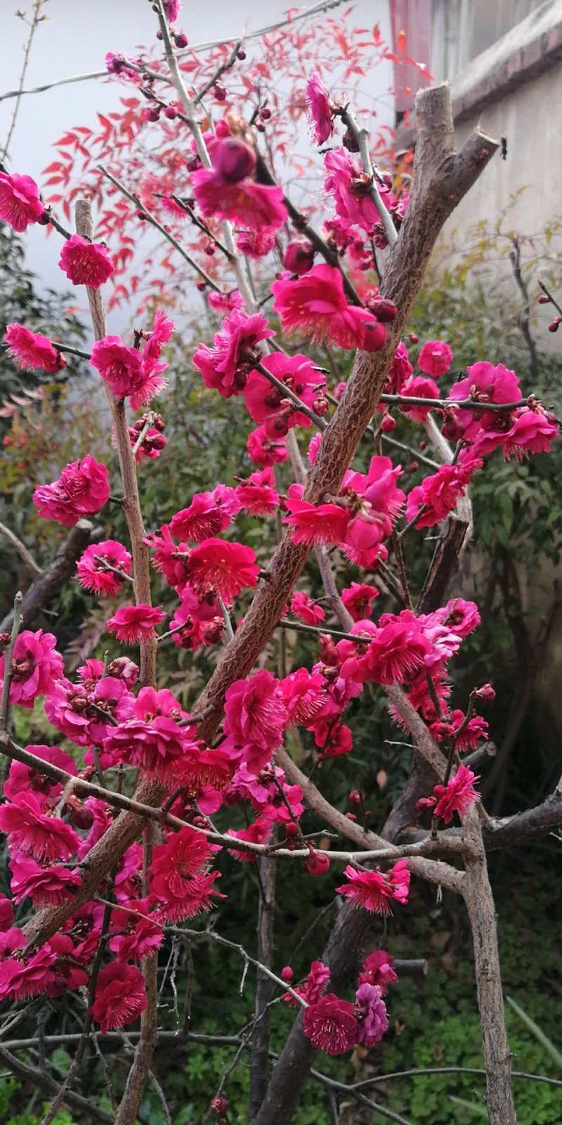 梅花