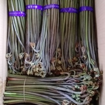 野生蕨菜(鲜货，半成品等)