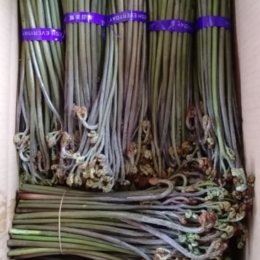 野生蕨菜(鲜货，半成品等)