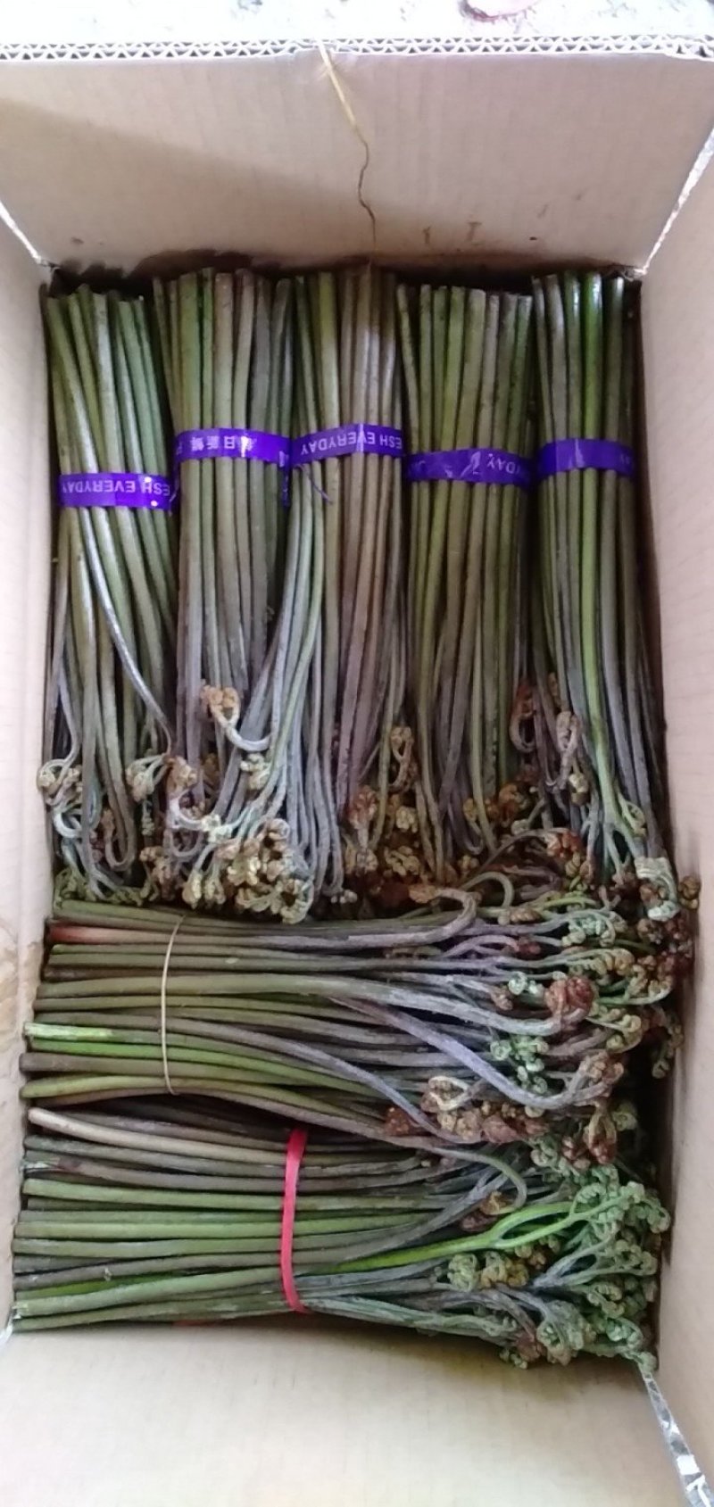 野生蕨菜(鲜货，半成品等)
