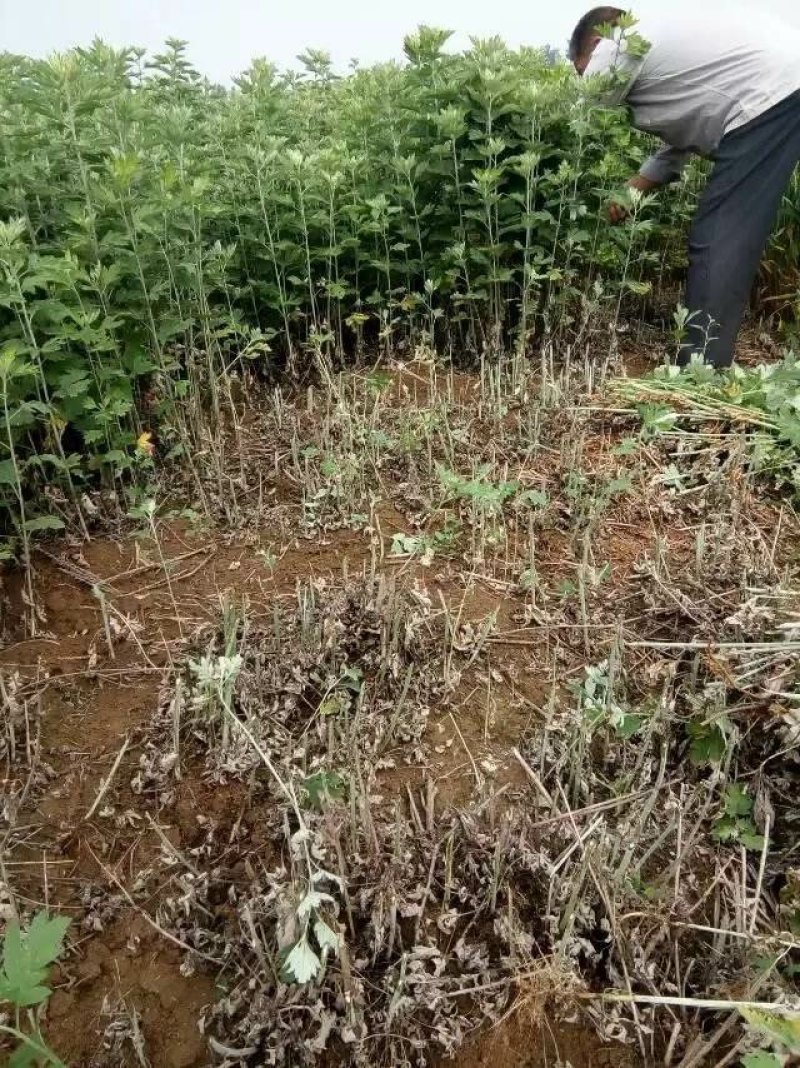 大叶艾草种子