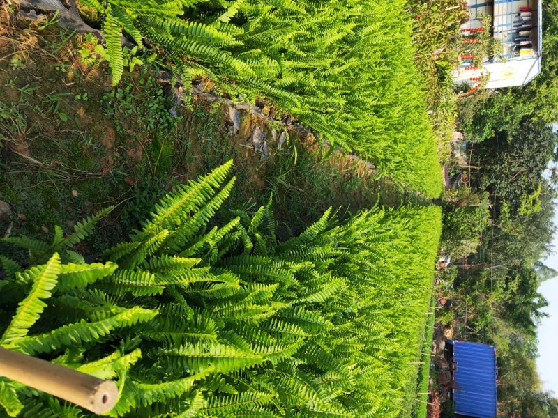 肾蕨