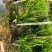 肾蕨