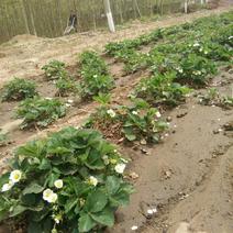 草莓苗供应中，需要的客户了。