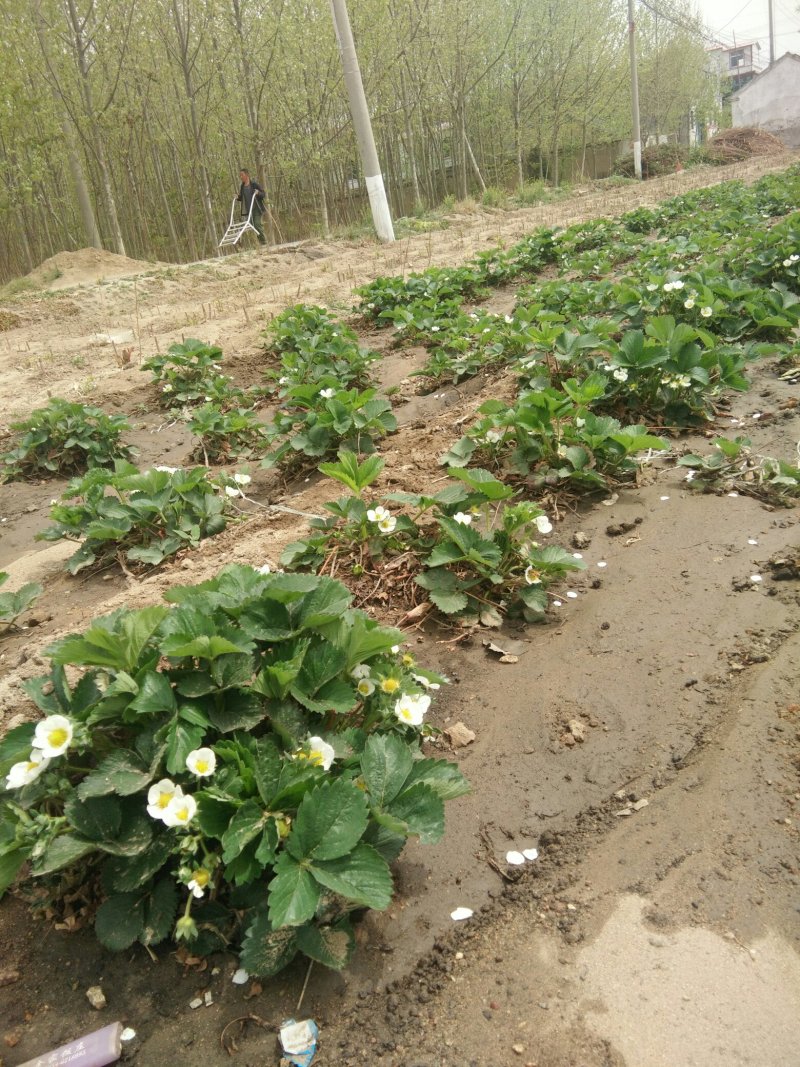 草莓苗供应中，需要的客户下单了。