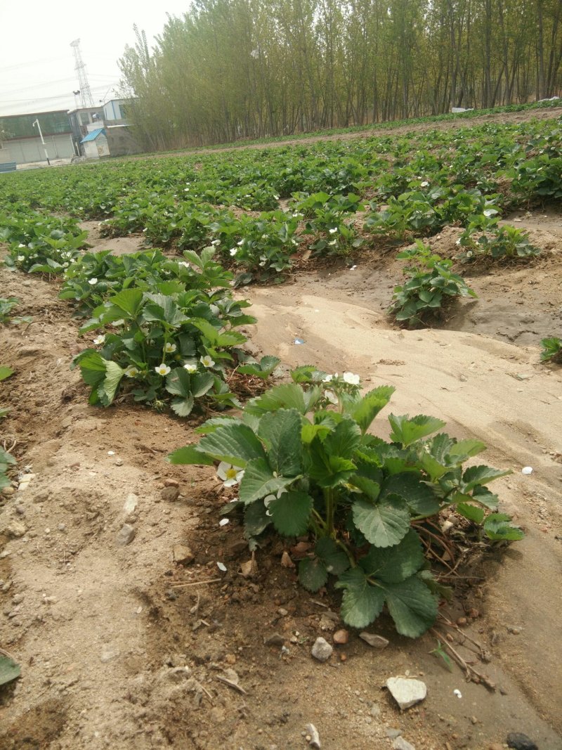 草莓苗供应中，需要的客户下单了。