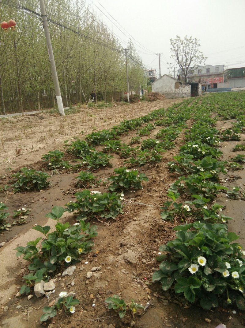草莓苗供应中，需要的客户下单了。