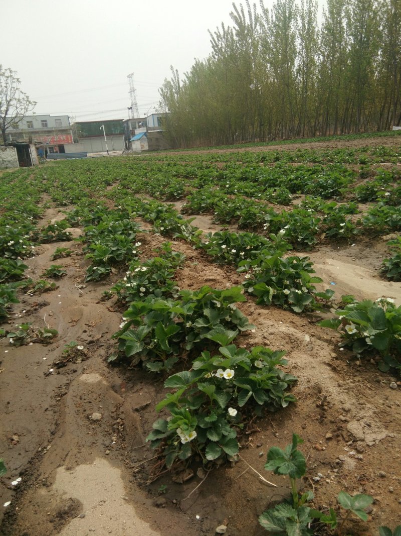 草莓苗供应中，需要的客户下单了。