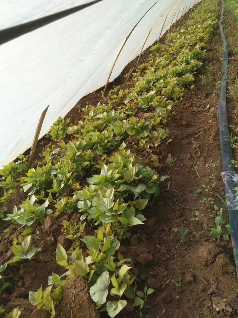 脱毒原种济薯21脱毒种苗