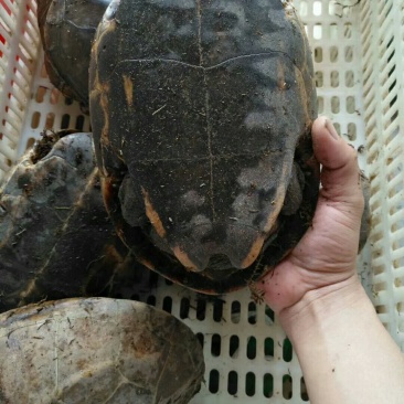 乌龟