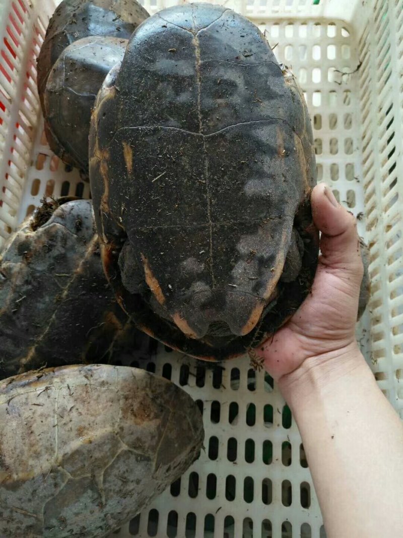 乌龟