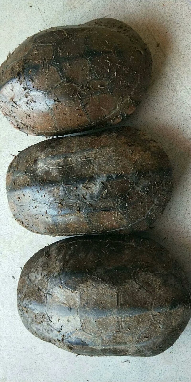 乌龟