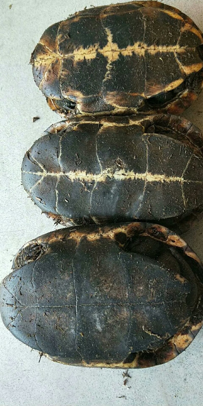 乌龟