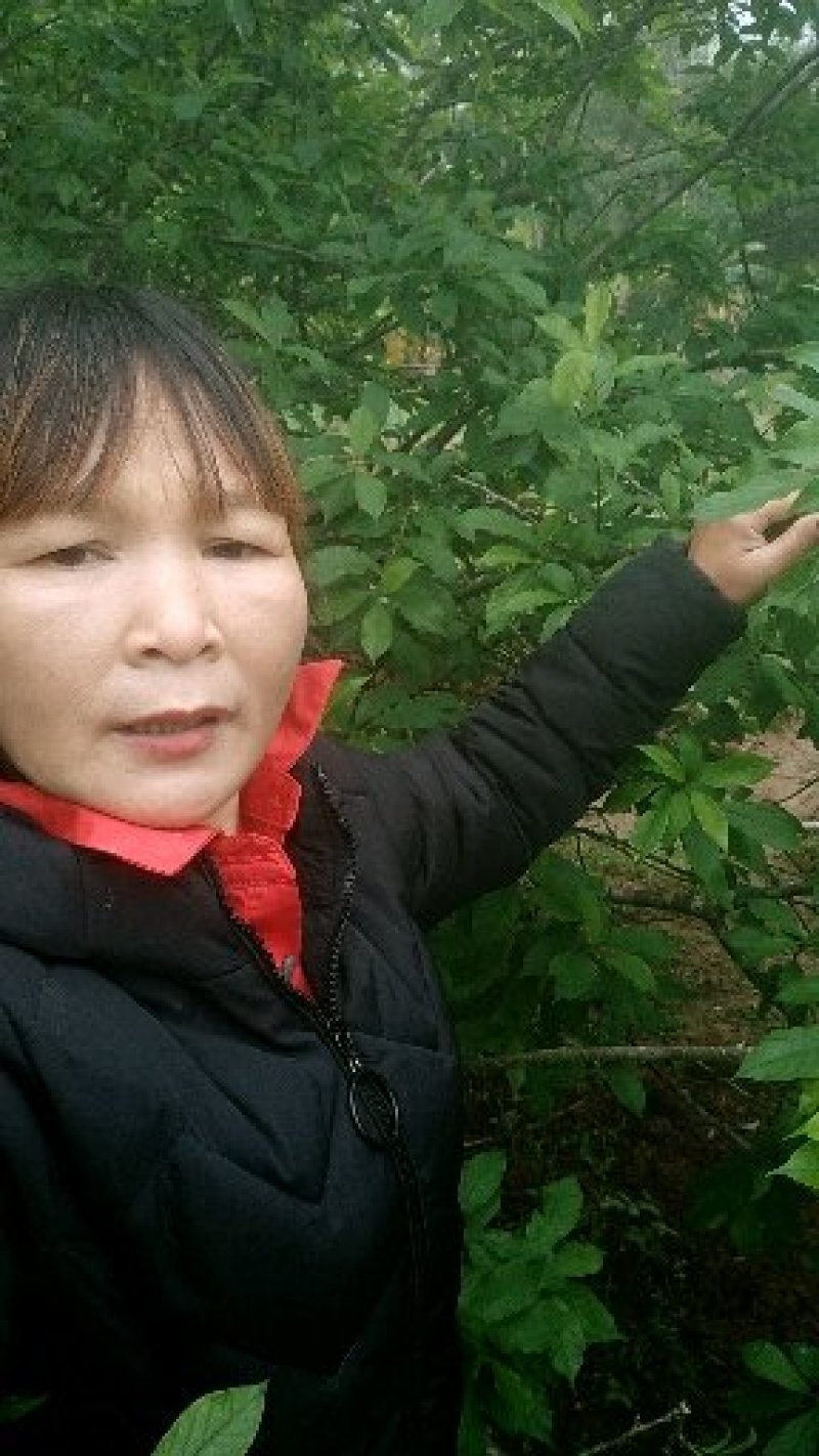 三华李树苗40~50cm