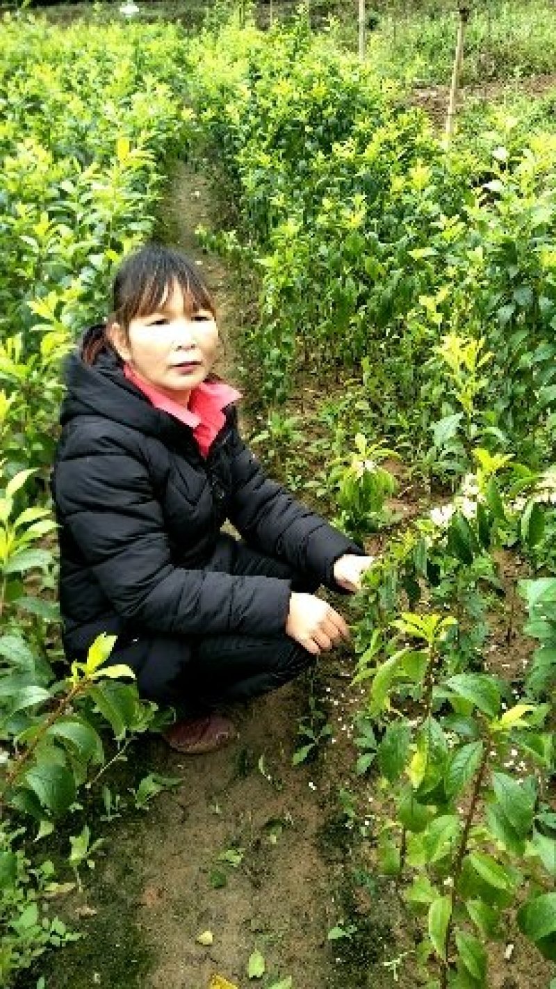 三华李树苗40~50cm