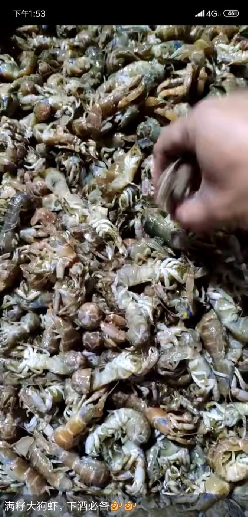 大虾蛄，可做成辣炒虾尾，大量有货