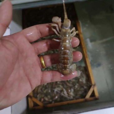 大虾蛄，可做成辣炒虾尾，大量有货