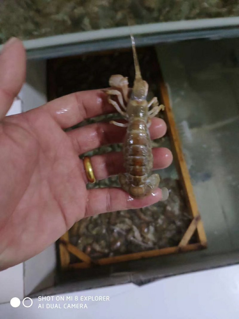 大虾蛄，可做成辣炒虾尾，大量有货