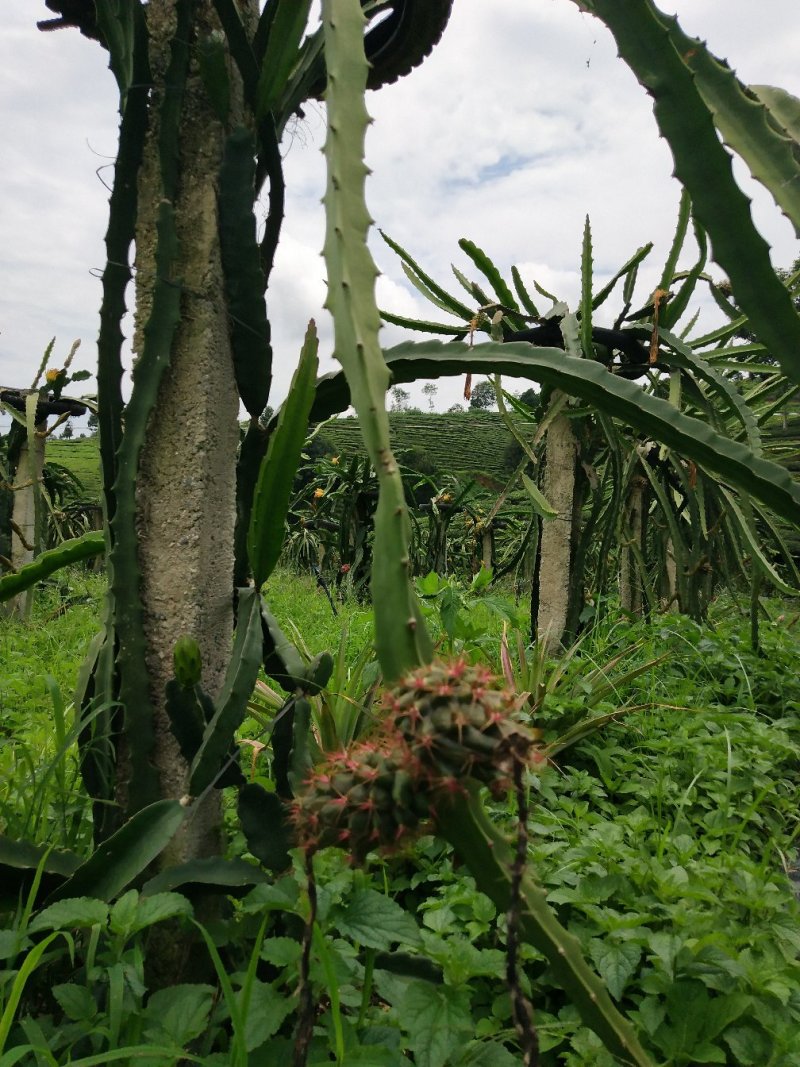 百香果，凤梨，云南德宏芒市等你