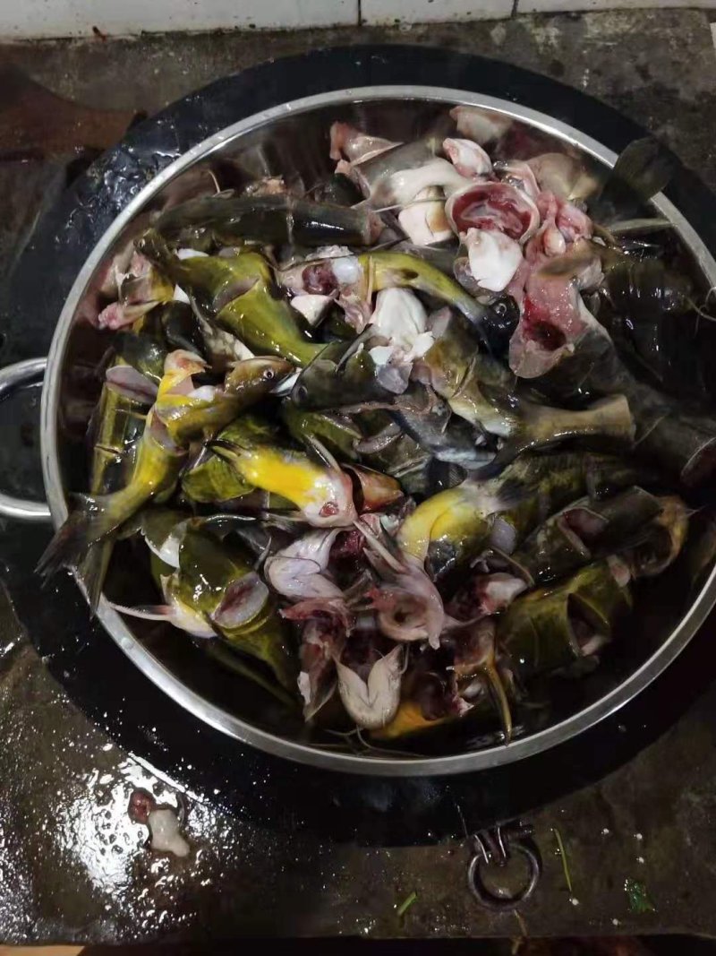 贵州野生黄辣丁