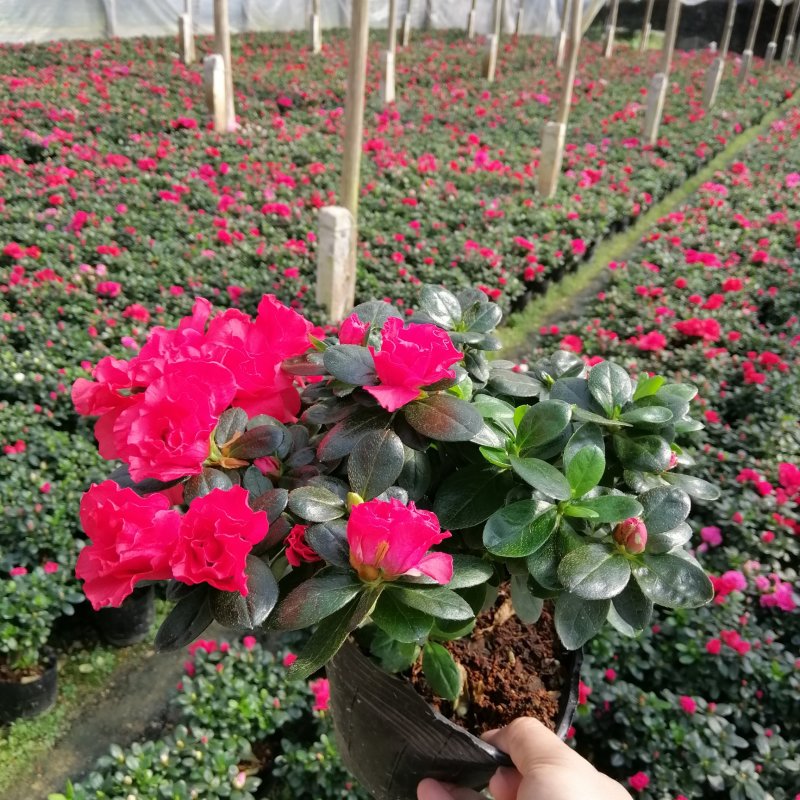 比利时杜鹃