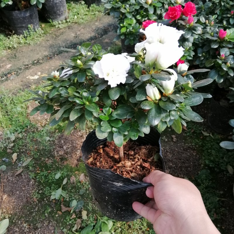 比利时杜鹃