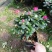 比利时杜鹃