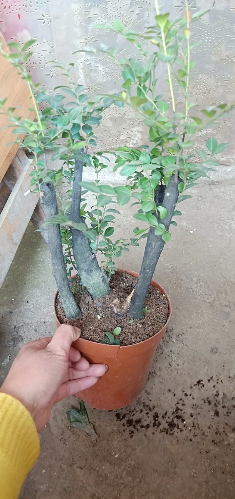 小叶紫檀，基地直销，量大从优。
