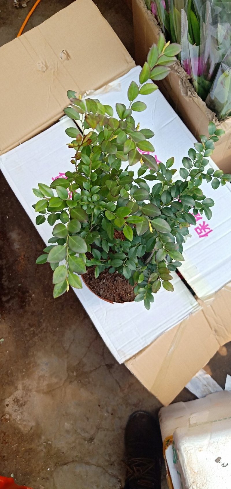 小叶紫檀，基地直销，量大从优。