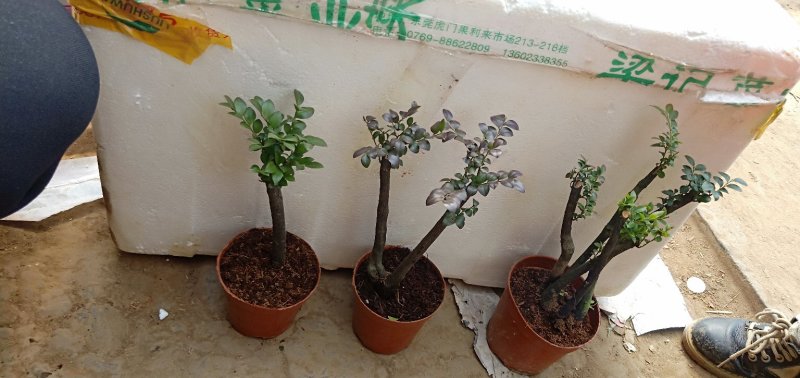 小叶紫檀，基地直销，量大从优。