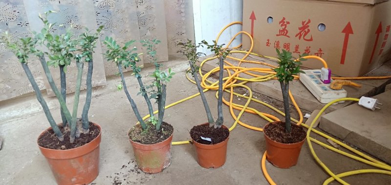小叶紫檀，基地直销，量大从优。