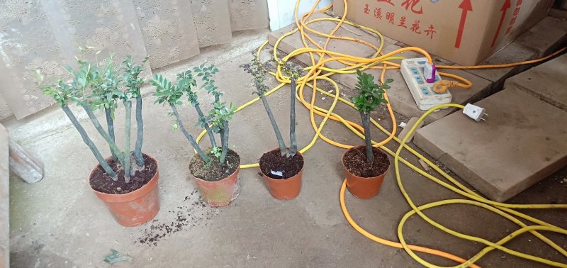 小叶紫檀，基地直销，量大从优。